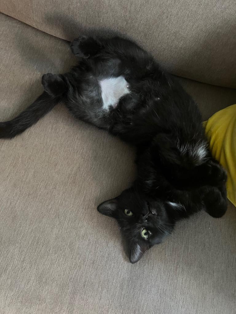 Enlarge Mimsy, a Adoptable mixed breed in New York, NY image 5/6