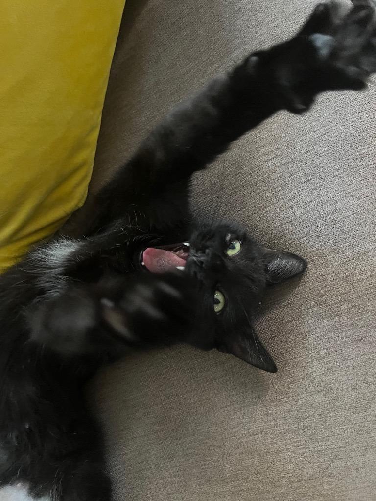 Mimsy, a Adoptable mixed breed in New York, NY image 5/6