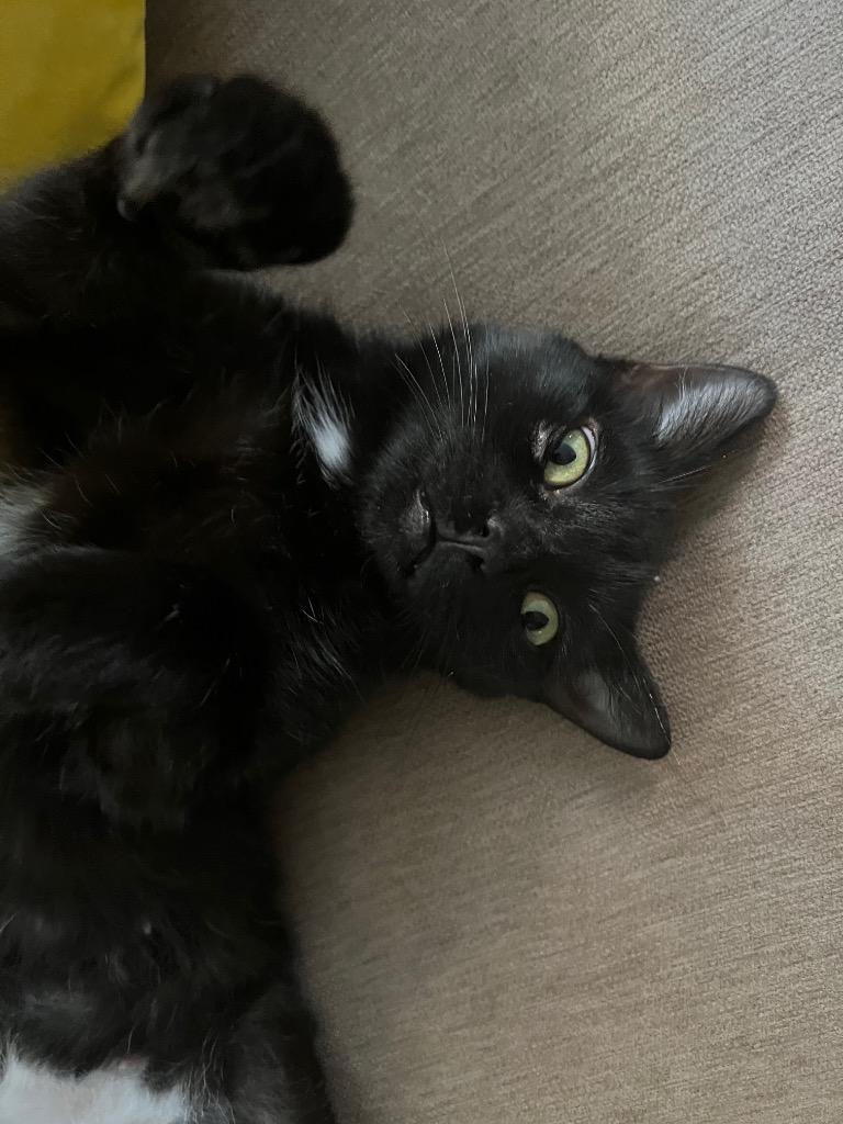 Enlarge Mimsy, a Adoptable mixed breed in New York, NY image 6/6
