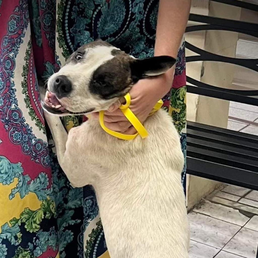 Enlarge Dolly, a Adoptable Mixed Breed in Frederiksted, VI image 1/4