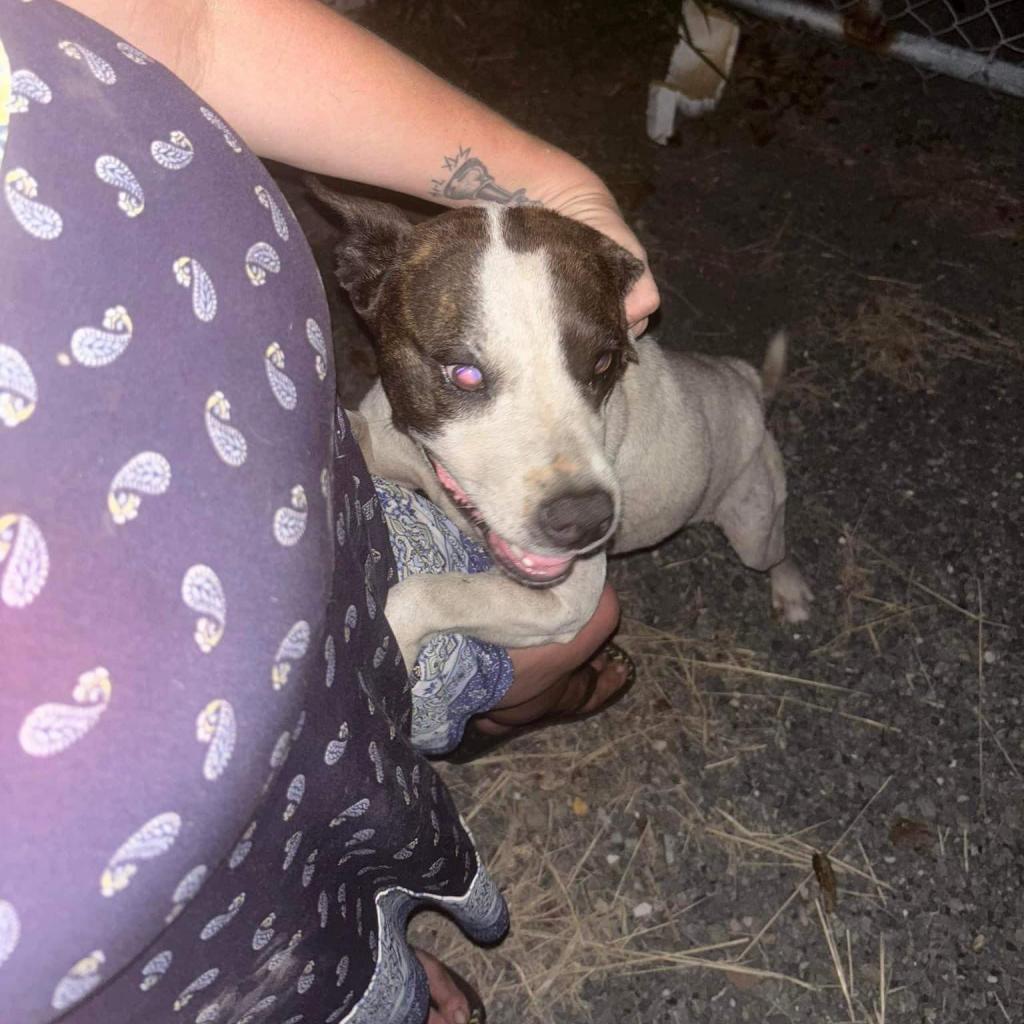 Enlarge Dolly, a Adoptable Mixed Breed in Frederiksted, VI image 2/4