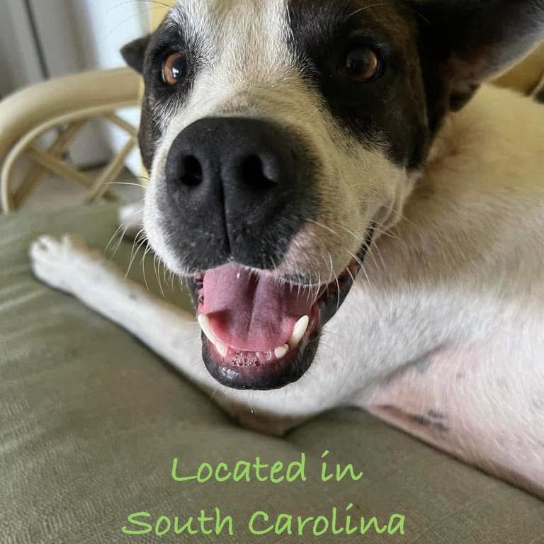 Enlarge Dolly, a Adoptable Mixed Breed in Frederiksted, VI image 3/4