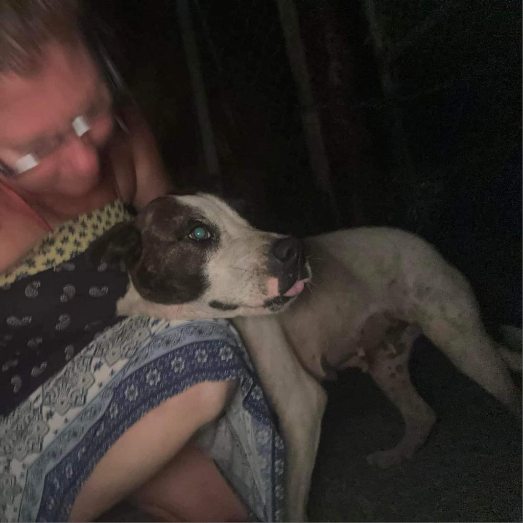 Enlarge Dolly, a Adoptable Mixed Breed in Frederiksted, VI image 4/4