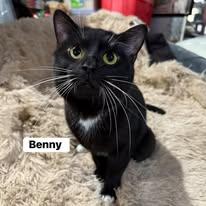 Benny , ADOPTABLE, Adult Male Domestic Short Hair.