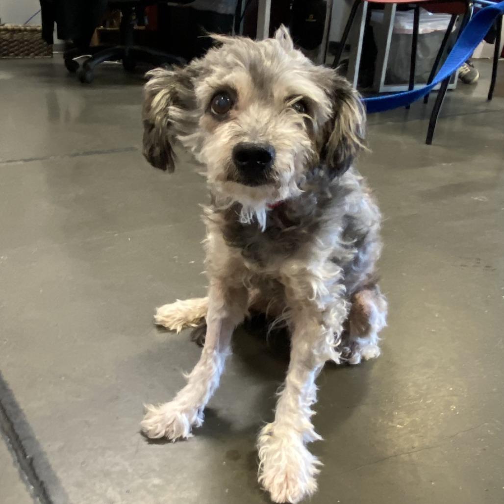 Geralt*, Adoptable, Senior Male Terrier.
