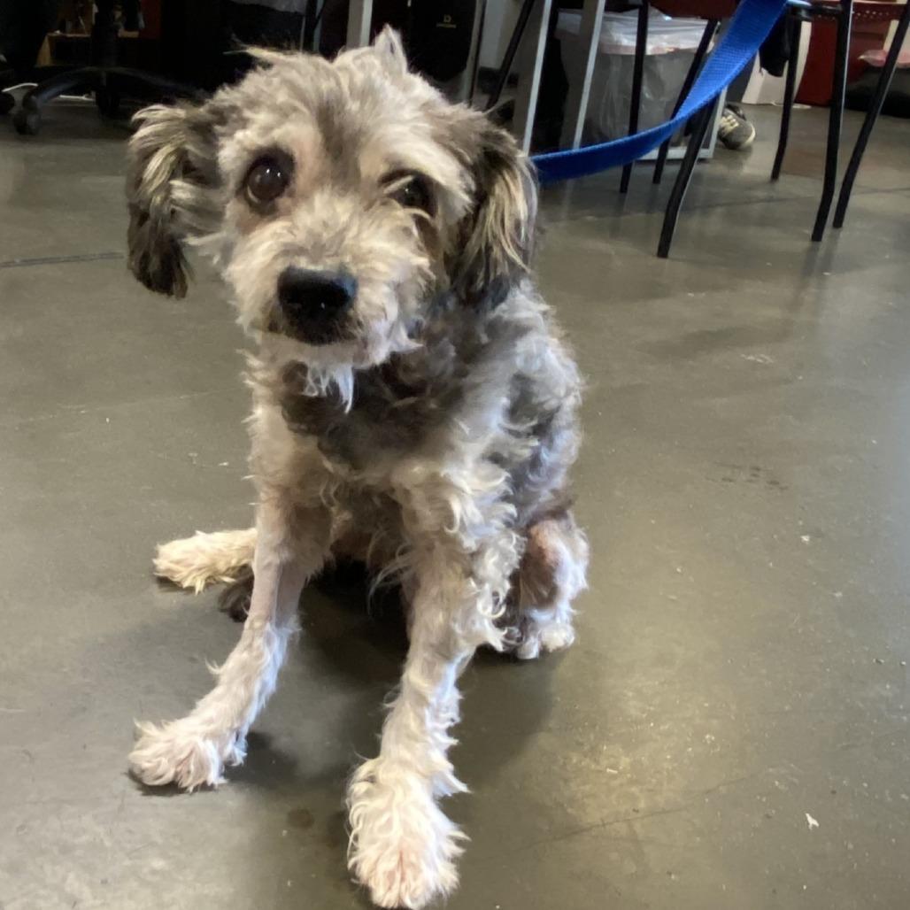Enlarge Geralt*, a Adoptable Terrier in San Gabriel, CA image 2/4