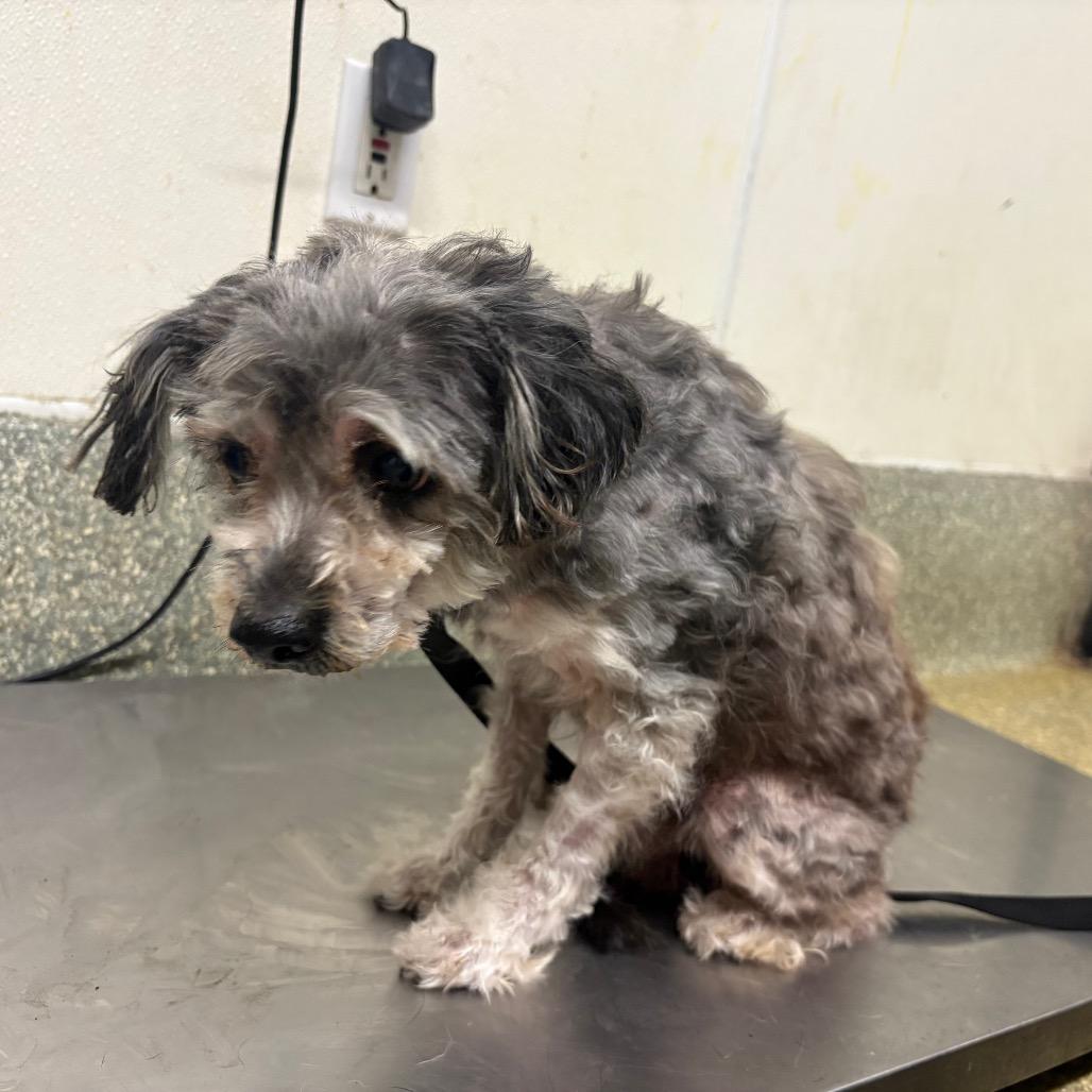 Enlarge Geralt*, a Adoptable Terrier in San Gabriel, CA image 3/4