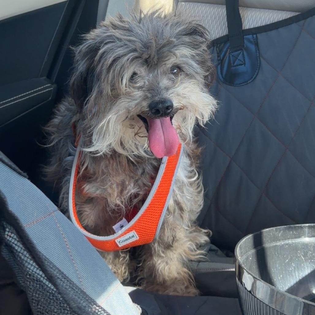 Enlarge Geralt*, a Adoptable Terrier in San Gabriel, CA image 4/4