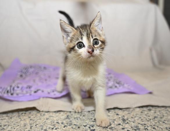 Enlarge Fawn, a Adoptable mixed breed in Marietta, GA image 2/3