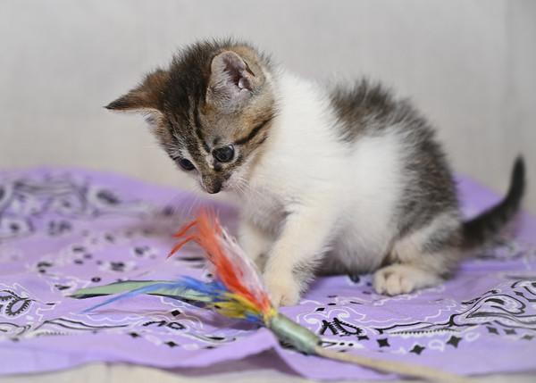 Enlarge Fawn, a Adoptable mixed breed in Marietta, GA image 3/3