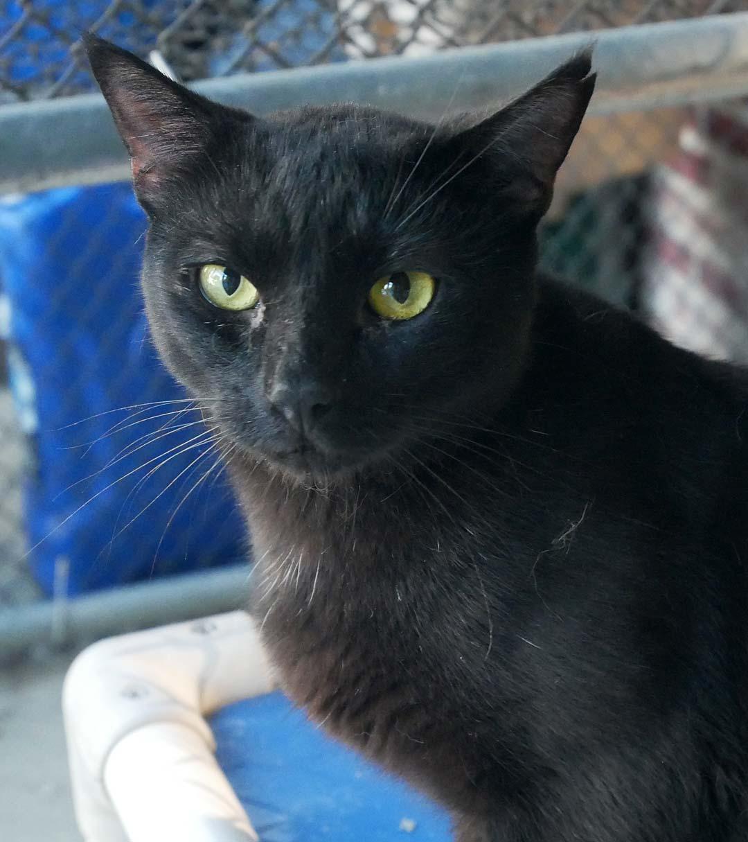 Enlarge Jameson, a ADOPTABLE mixed breed in Bloomingdale, NJ image 2/3
