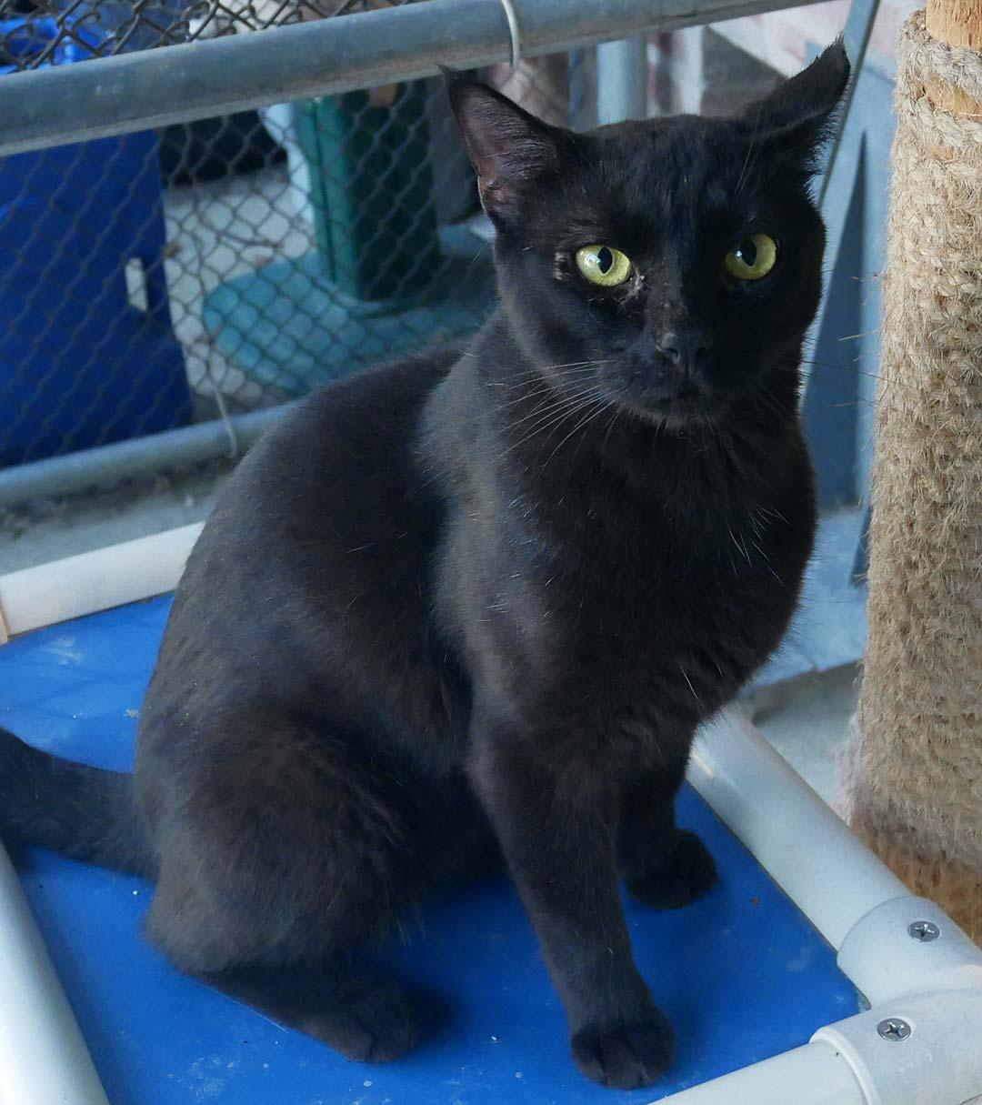 Enlarge Jameson, a ADOPTABLE mixed breed in Bloomingdale, NJ image 1/3