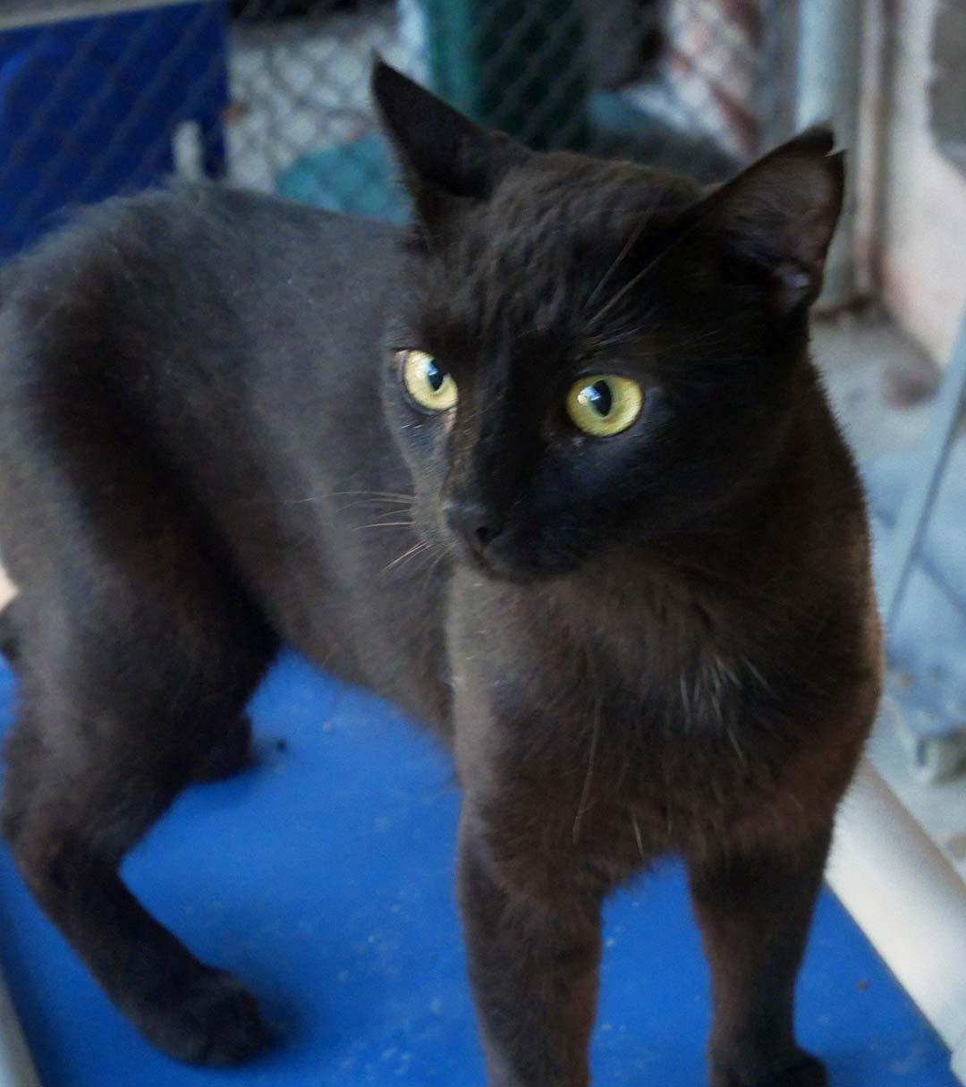 Enlarge Jameson, a ADOPTABLE mixed breed in Bloomingdale, NJ image 3/3