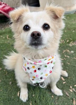 Enlarge Bentley, an adoptable mixed breed in Santa Paula, CA image 4/6