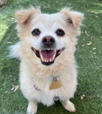 Enlarge Bentley, an adoptable mixed breed in Santa Paula, CA image 2/6