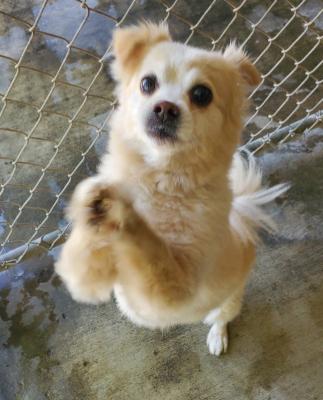 Enlarge Bentley, an adoptable mixed breed in Santa Paula, CA image 5/6