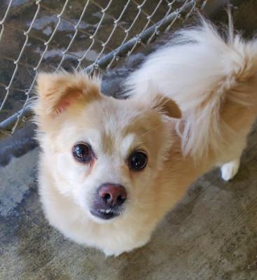 Enlarge Bentley, an adoptable mixed breed in Santa Paula, CA image 6/6