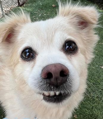 Enlarge Bentley, an adoptable mixed breed in Santa Paula, CA image 3/6