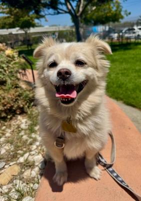 Enlarge Bentley, an adoptable mixed breed in Santa Paula, CA image 1/6