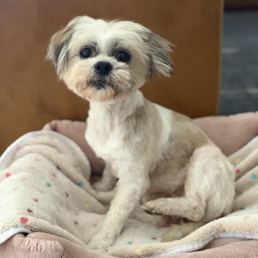 Enlarge Kayla, a ADOPTABLE Lhasa Apso in Orange Park, FL image 2/4