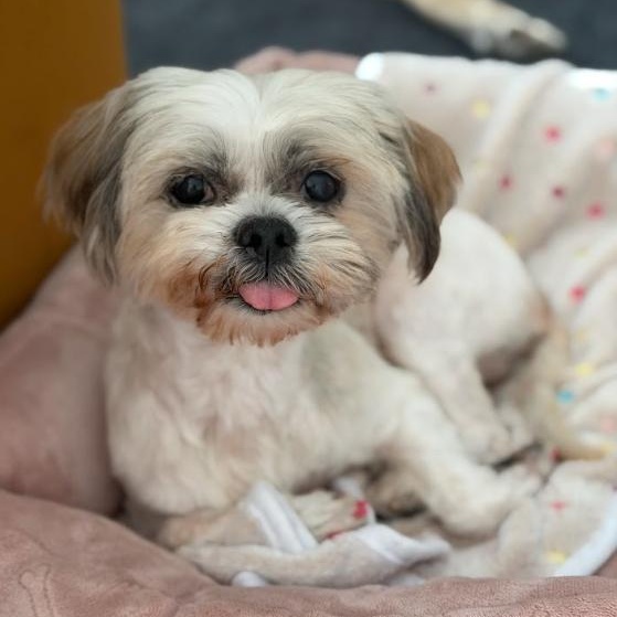 Enlarge Kayla, a ADOPTABLE Lhasa Apso in Orange Park, FL image 1/4