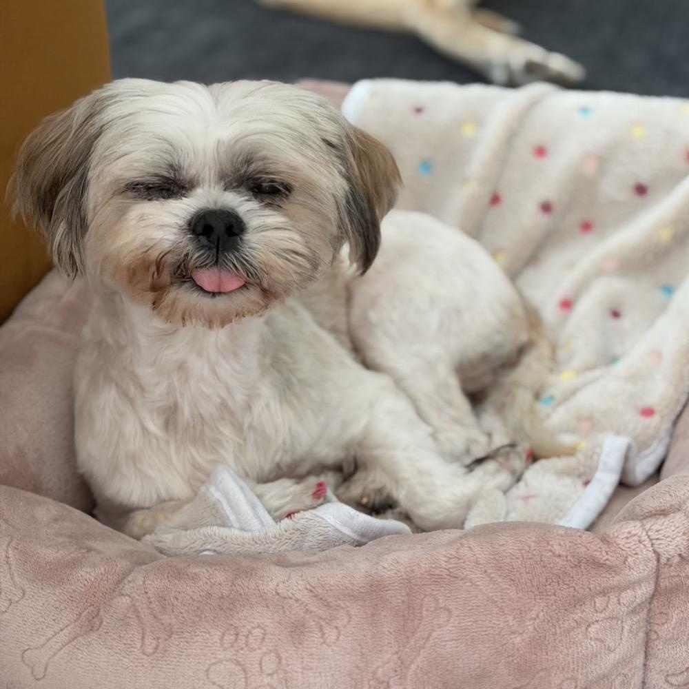 Enlarge Kayla, a ADOPTABLE Lhasa Apso in Orange Park, FL image 4/4