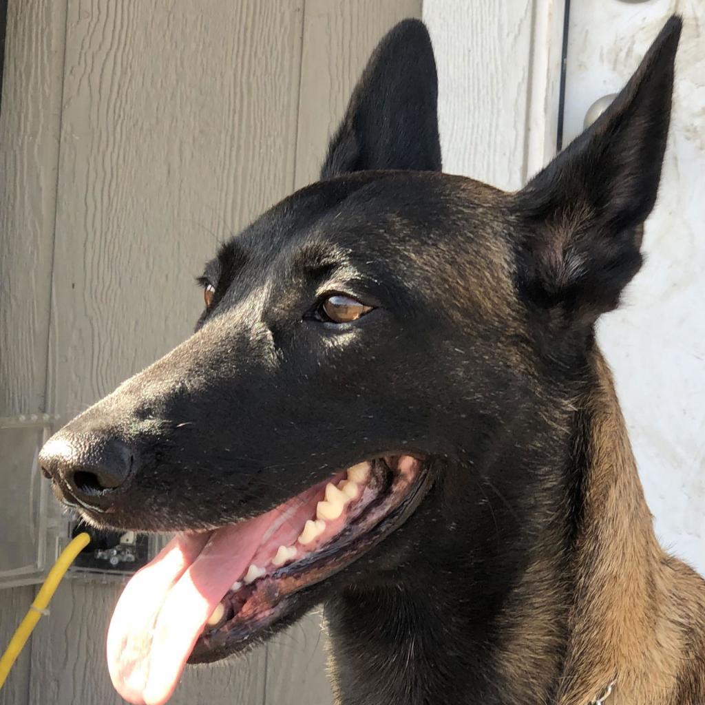 Vegas, Adoptable, Senior Male Belgian Shepherd / Malinois.