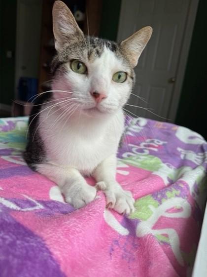 Oliver - Available in Foster, Adoptable, Adult Male Domestic Short Hair & Domestic Short Hair.