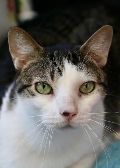 Oliver - Available in Foster, a Adoptable Domestic Short Hair in Madison, NJ image 2/3