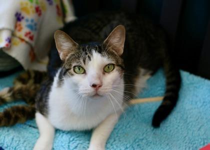 Oliver - Available in Foster, a Adoptable Domestic Short Hair in Madison, NJ image 3/3