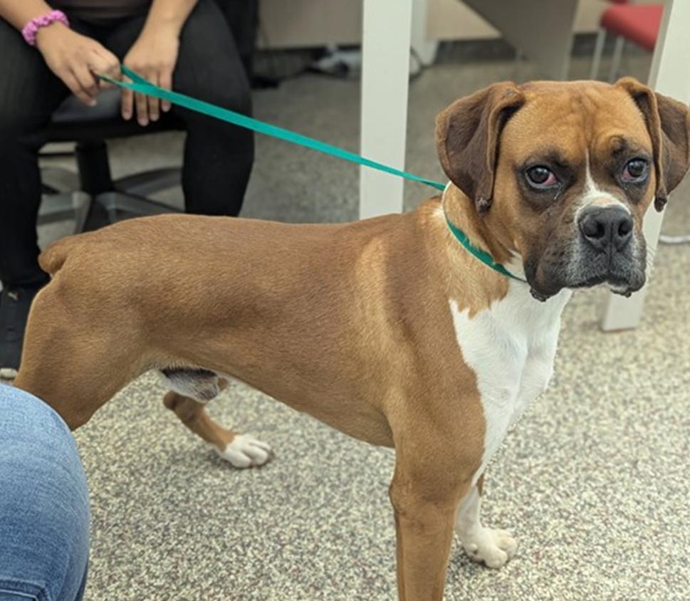 Enlarge Dan, a Adoptable Boxer in Denver, CO image 1/3