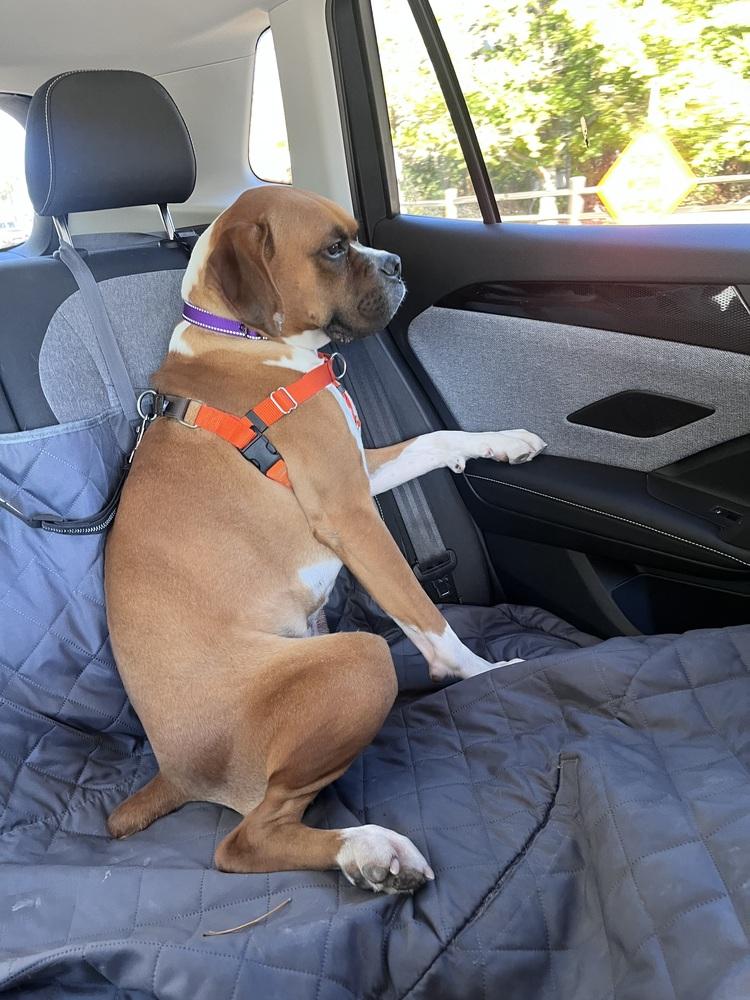 Enlarge Dan, a Adoptable Boxer in Denver, CO image 2/3