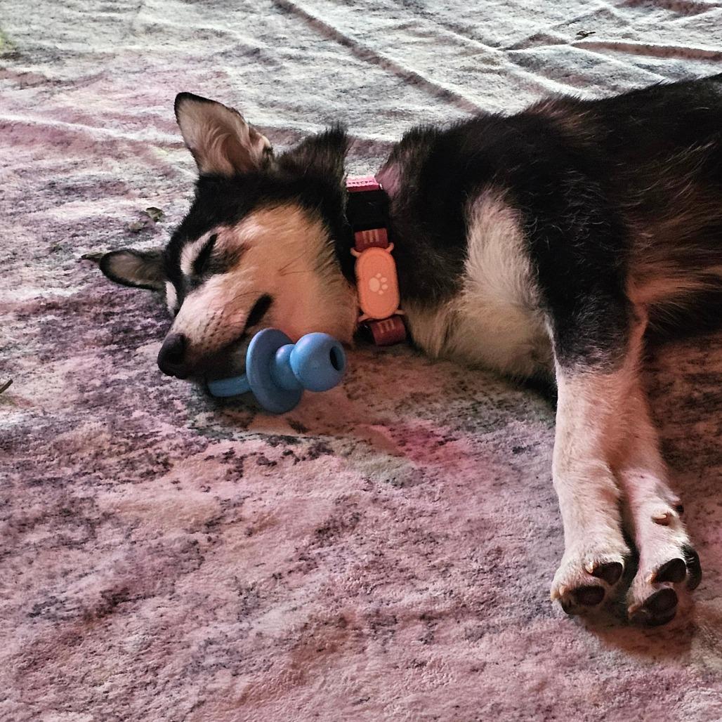 Hope, Adoptable, Young Female Husky.