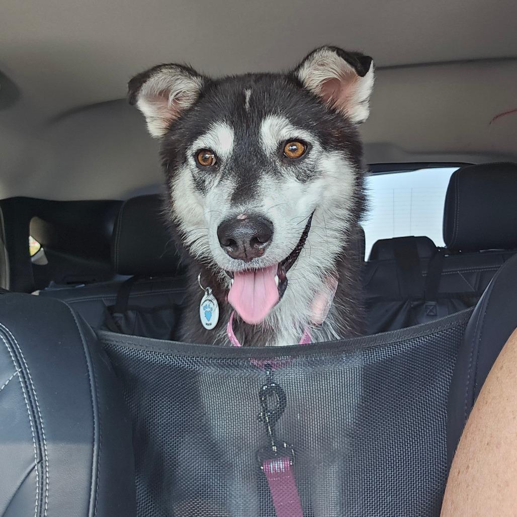 Hope, a Adoptable Husky in Chandler, AZ image 2/6