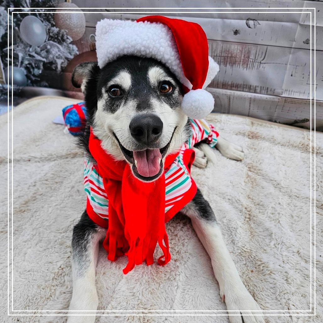 Hope, a Adoptable Husky in Chandler, AZ image 3/6