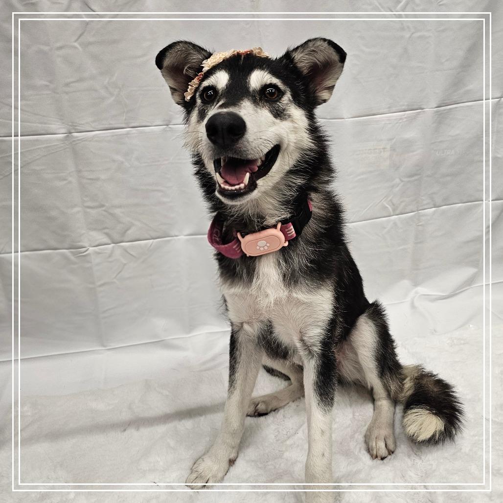 Hope, a Adoptable Husky in Chandler, AZ image 4/6