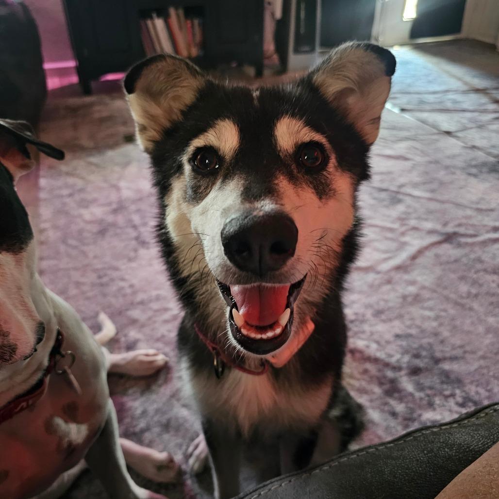 Hope, a Adoptable Husky in Chandler, AZ image 6/6