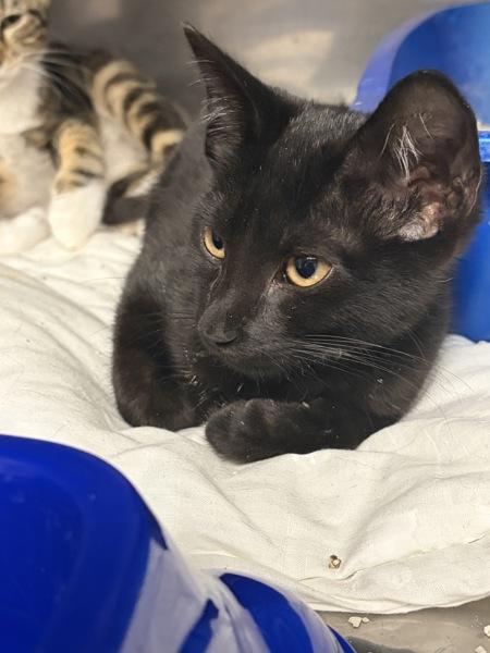 Helios, Adoptable, Young Male Domestic Short Hair.
