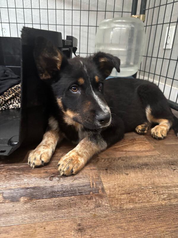 Hunter, Adoptable, Young Male German Shepherd Dog & Mixed Breed.