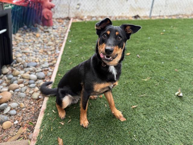 BANJO, Adoptable, Young Male Terrier.