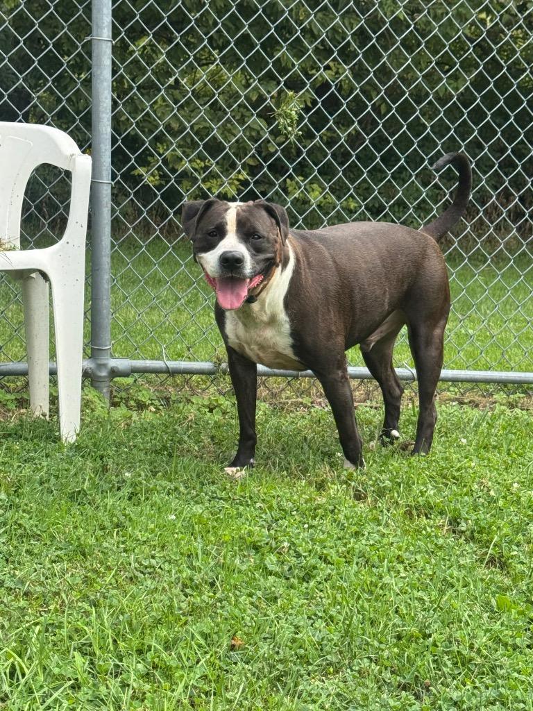 Nino, Adoptable, Adult Male Pit Bull Terrier & Mixed Breed.