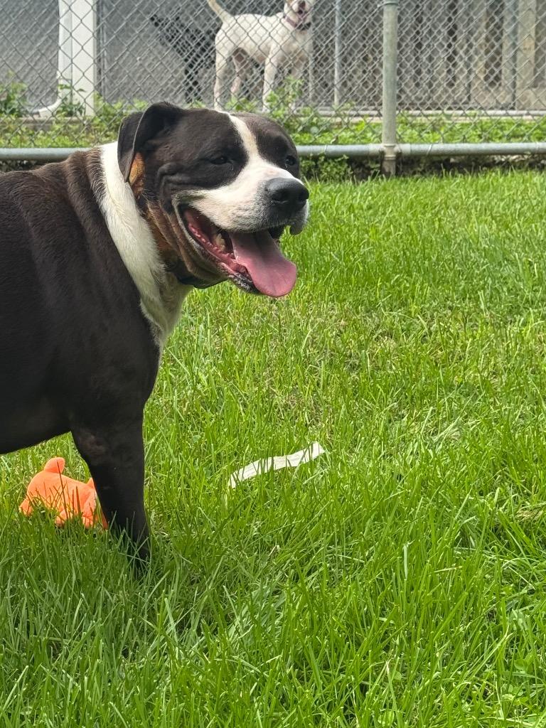 Enlarge Nino, a Adoptable mixed breed in Marion, OH image 2/5