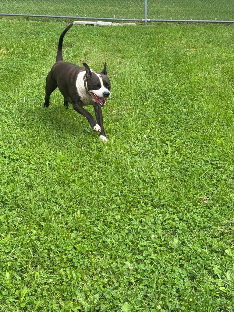 Enlarge Nino, a Adoptable mixed breed in Marion, OH image 3/5