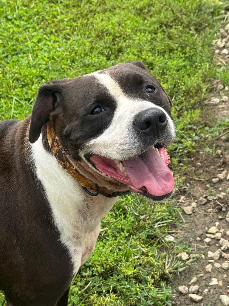 Enlarge Nino, a Adoptable mixed breed in Marion, OH image 4/5