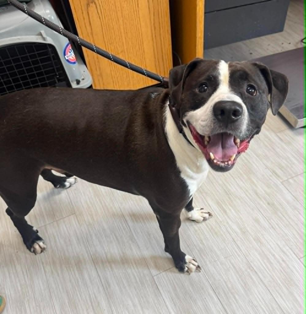 Enlarge Nino, a Adoptable mixed breed in Marion, OH image 5/5