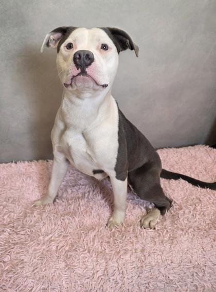 Pawz, Adoptable, Adult Female Pit Bull Terrier & Mixed Breed.