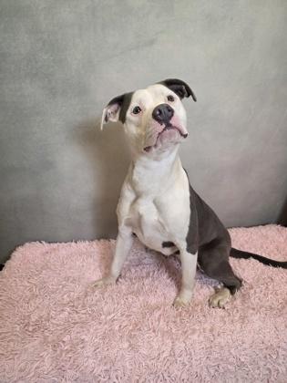 Enlarge Pawz, a Adoptable mixed breed in Cedar Hill, TX image 2/3