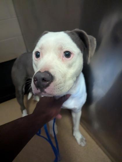 Enlarge Pawz, a Adoptable mixed breed in Cedar Hill, TX image 3/3