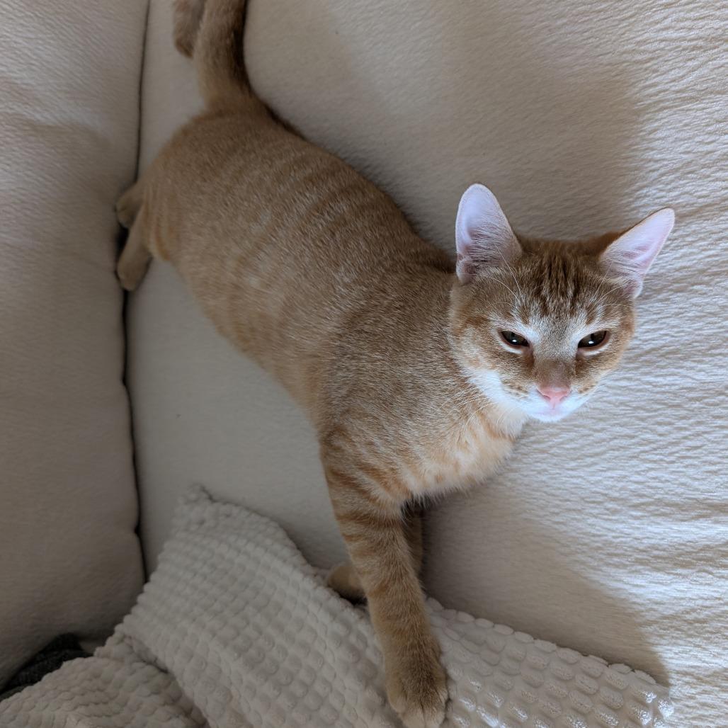 Dijon, Adoptable, Young Male Domestic Short Hair.
