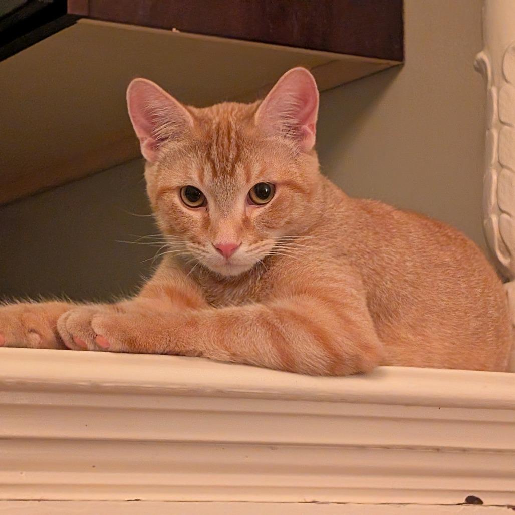 Dijon, a Adoptable Domestic Short Hair in St. Paul, MN image 2/6